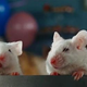 Illustration for article titled University of Texas Doesnt Know Where its Brains are